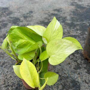 Golden Pothos