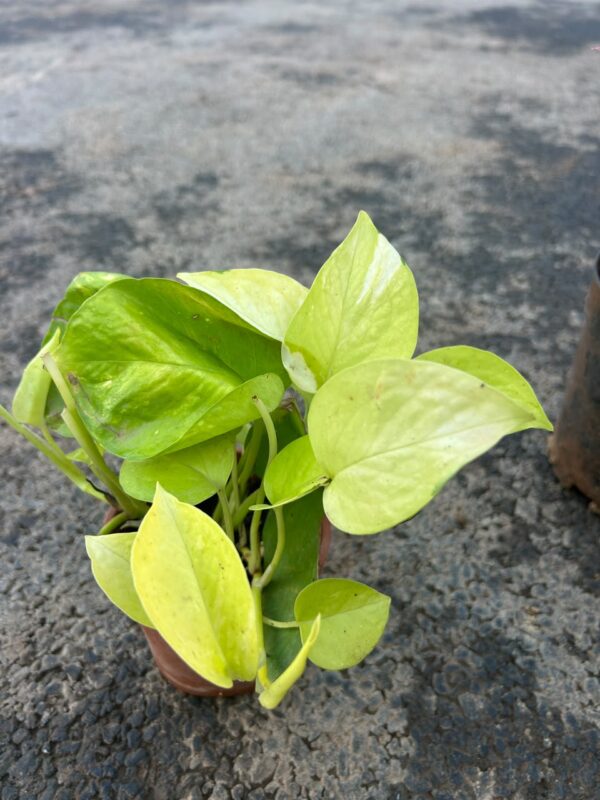 Golden Pothos