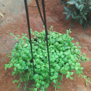 TRIANGLE HEART WITH BASKET
