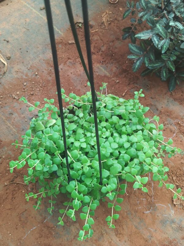 TRIANGLE HEART WITH BASKET