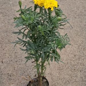 Marigold With poly bag