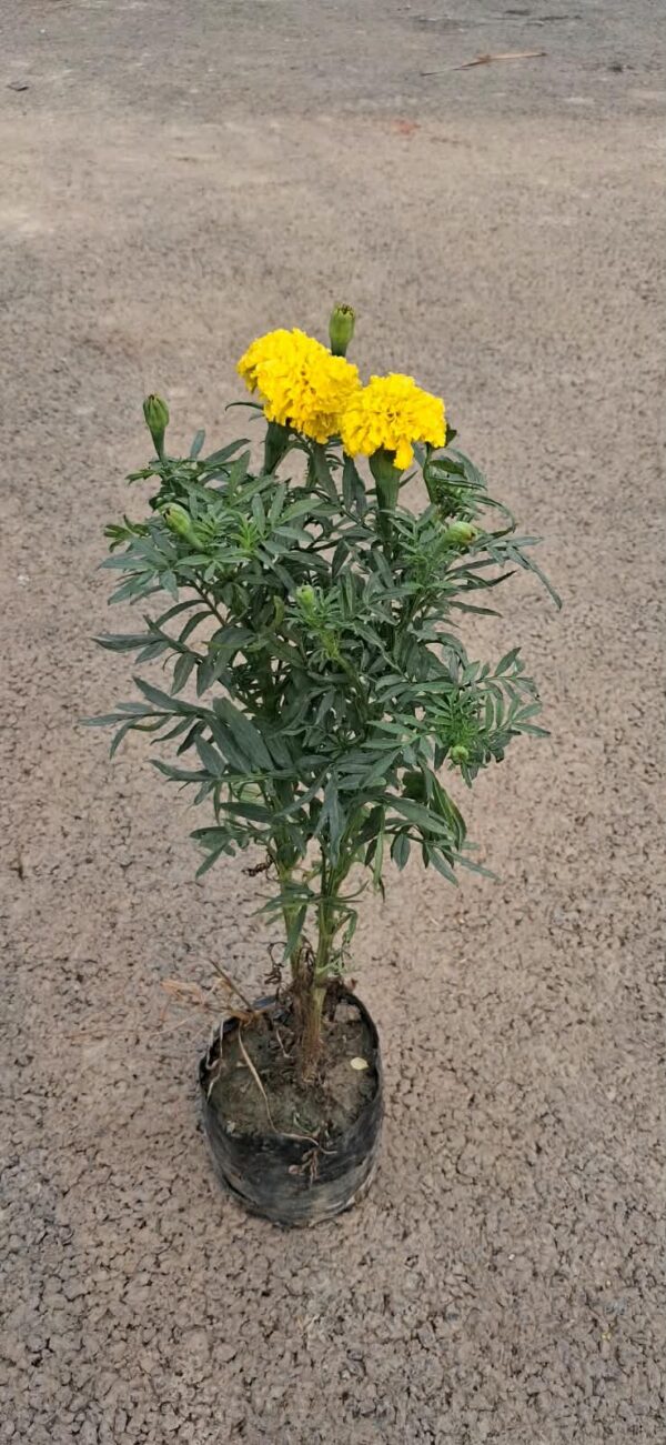 Marigold With poly bag