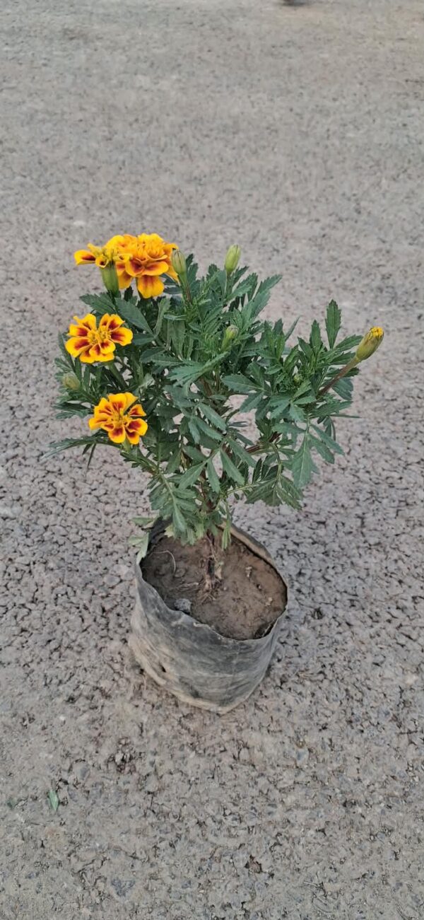 Marigold Jafri flower plants with poly bag