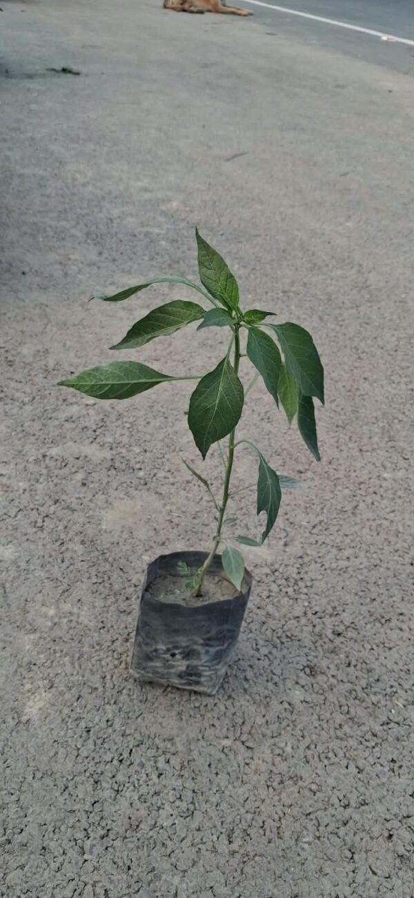 CHILY PLANTS WITH POLY BAG