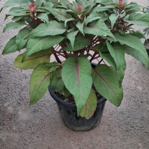 COCKS COM ( MURGA POOL) WITH POT