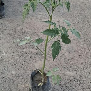 TOMATO PLANTS