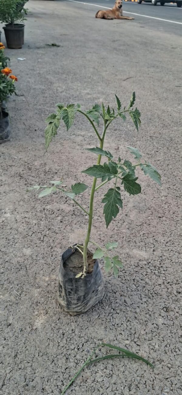 TOMATO PLANTS