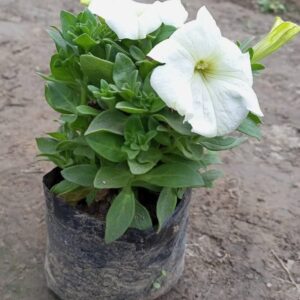 Petunia  With polybag