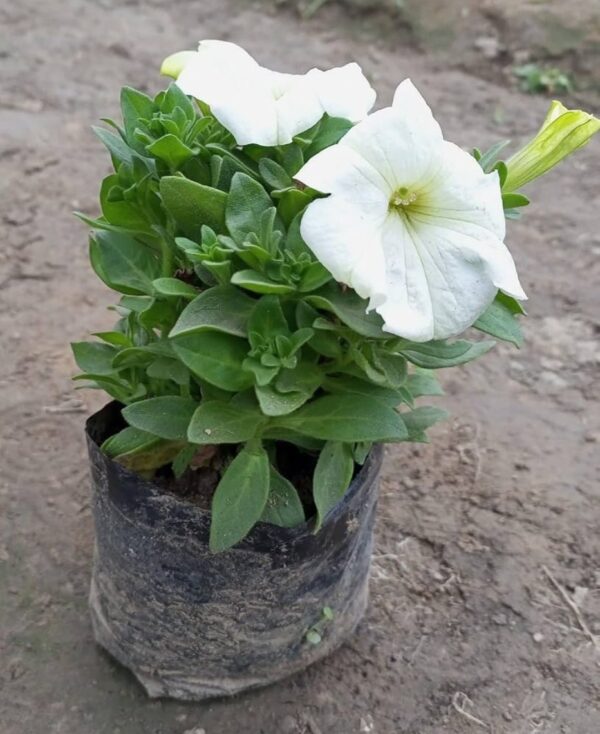 Petunia  With polybag