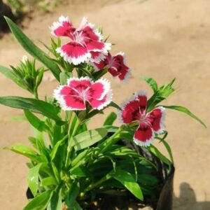 Live Dianthus plants