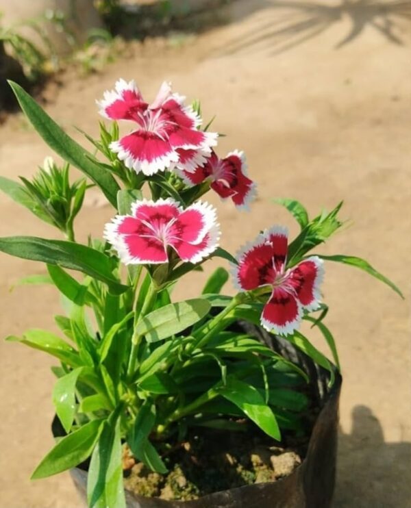Live Dianthus plants